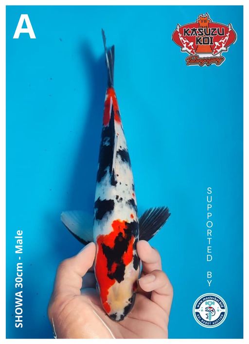 Lelang Koi Online, Jual Beli Ikan Koi, Pusat Jual Beli Koi, Info Lelang Koi Hari Ini, Platform Jual Beli Koi, Jual Beli Ikan Koi Online, Marketplace Ikan Koi, Jual Koi Terbaik, Tempat Beli Koi Berkualitas, Pasar Ikan Koi Online Terpercaya, Penjual Ikan Koi Terpercaya, Beli Koi Hias Online, Ikan Koi untuk Dijual, Koi Kualitas Terbaik, Toko Online Ikan Koi, Koi Hias Untuk Dijual, Jual Beli Ikan Koi Lokal, Koi Indonesia Online, Pusat Jual Beli Koi Terbesar