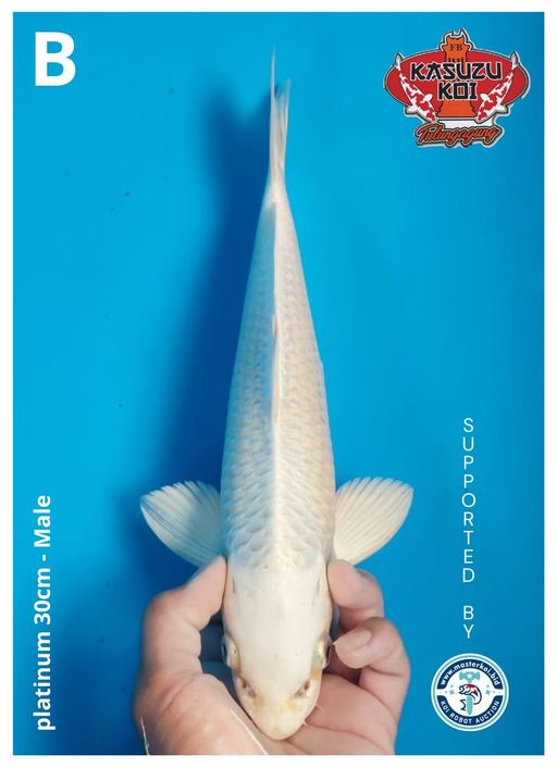 Lelang Koi Online, Jual Beli Ikan Koi, Pusat Jual Beli Koi, Info Lelang Koi Hari Ini, Platform Jual Beli Koi, Jual Beli Ikan Koi Online, Marketplace Ikan Koi, Jual Koi Terbaik, Tempat Beli Koi Berkualitas, Pasar Ikan Koi Online Terpercaya, Penjual Ikan Koi Terpercaya, Beli Koi Hias Online, Ikan Koi untuk Dijual, Koi Kualitas Terbaik, Toko Online Ikan Koi, Koi Hias Untuk Dijual, Jual Beli Ikan Koi Lokal, Koi Indonesia Online, Pusat Jual Beli Koi Terbesar