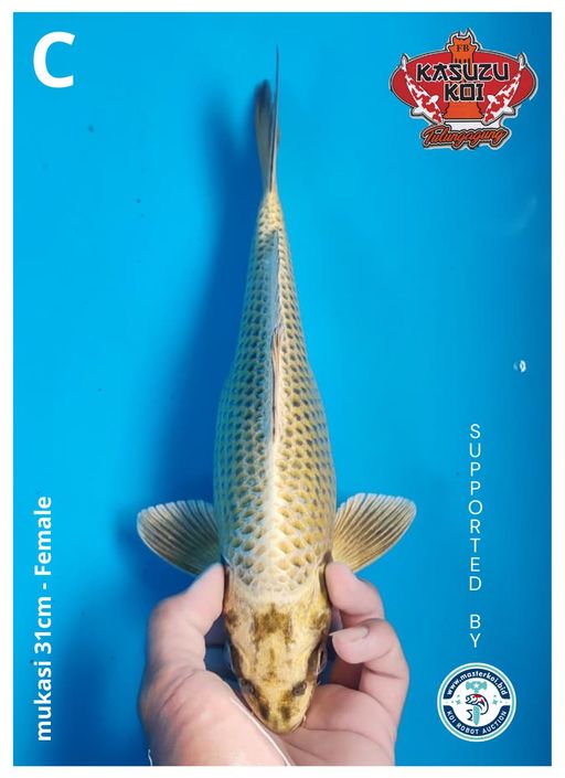 Lelang Koi Online, Jual Beli Ikan Koi, Pusat Jual Beli Koi, Info Lelang Koi Hari Ini, Platform Jual Beli Koi, Jual Beli Ikan Koi Online, Marketplace Ikan Koi, Jual Koi Terbaik, Tempat Beli Koi Berkualitas, Pasar Ikan Koi Online Terpercaya, Penjual Ikan Koi Terpercaya, Beli Koi Hias Online, Ikan Koi untuk Dijual, Koi Kualitas Terbaik, Toko Online Ikan Koi, Koi Hias Untuk Dijual, Jual Beli Ikan Koi Lokal, Koi Indonesia Online, Pusat Jual Beli Koi Terbesar