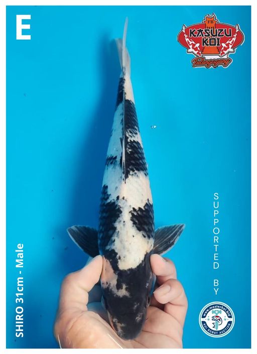 Lelang Koi Online, Jual Beli Ikan Koi, Pusat Jual Beli Koi, Info Lelang Koi Hari Ini, Platform Jual Beli Koi, Jual Beli Ikan Koi Online, Marketplace Ikan Koi, Jual Koi Terbaik, Tempat Beli Koi Berkualitas, Pasar Ikan Koi Online Terpercaya, Penjual Ikan Koi Terpercaya, Beli Koi Hias Online, Ikan Koi untuk Dijual, Koi Kualitas Terbaik, Toko Online Ikan Koi, Koi Hias Untuk Dijual, Jual Beli Ikan Koi Lokal, Koi Indonesia Online, Pusat Jual Beli Koi Terbesar