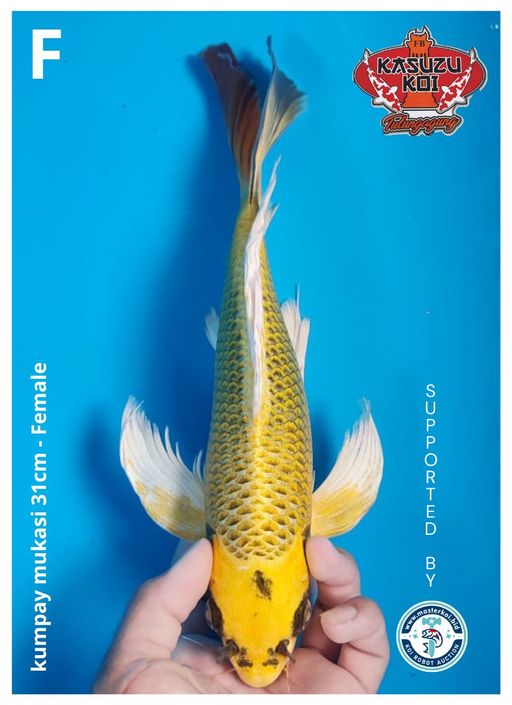 Lelang Koi Online, Jual Beli Ikan Koi, Pusat Jual Beli Koi, Info Lelang Koi Hari Ini, Platform Jual Beli Koi, Jual Beli Ikan Koi Online, Marketplace Ikan Koi, Jual Koi Terbaik, Tempat Beli Koi Berkualitas, Pasar Ikan Koi Online Terpercaya, Penjual Ikan Koi Terpercaya, Beli Koi Hias Online, Ikan Koi untuk Dijual, Koi Kualitas Terbaik, Toko Online Ikan Koi, Koi Hias Untuk Dijual, Jual Beli Ikan Koi Lokal, Koi Indonesia Online, Pusat Jual Beli Koi Terbesar