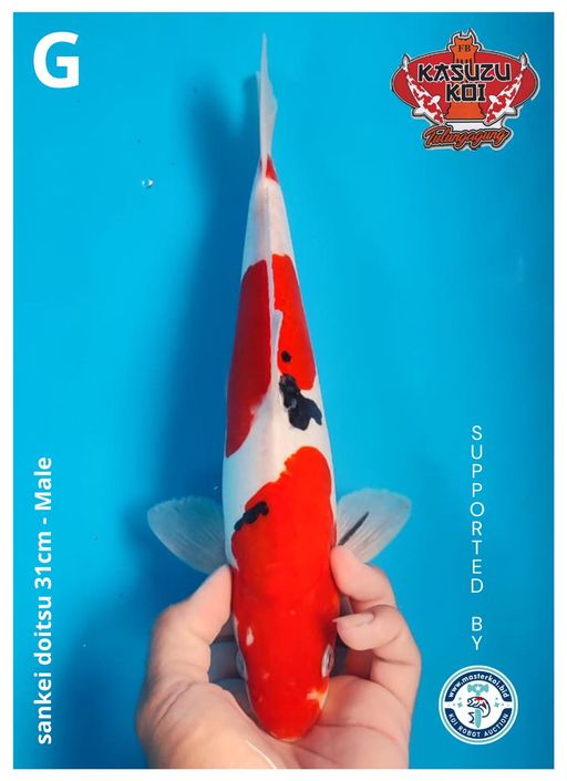 Lelang Koi Online, Jual Beli Ikan Koi, Pusat Jual Beli Koi, Info Lelang Koi Hari Ini, Platform Jual Beli Koi, Jual Beli Ikan Koi Online, Marketplace Ikan Koi, Jual Koi Terbaik, Tempat Beli Koi Berkualitas, Pasar Ikan Koi Online Terpercaya, Penjual Ikan Koi Terpercaya, Beli Koi Hias Online, Ikan Koi untuk Dijual, Koi Kualitas Terbaik, Toko Online Ikan Koi, Koi Hias Untuk Dijual, Jual Beli Ikan Koi Lokal, Koi Indonesia Online, Pusat Jual Beli Koi Terbesar