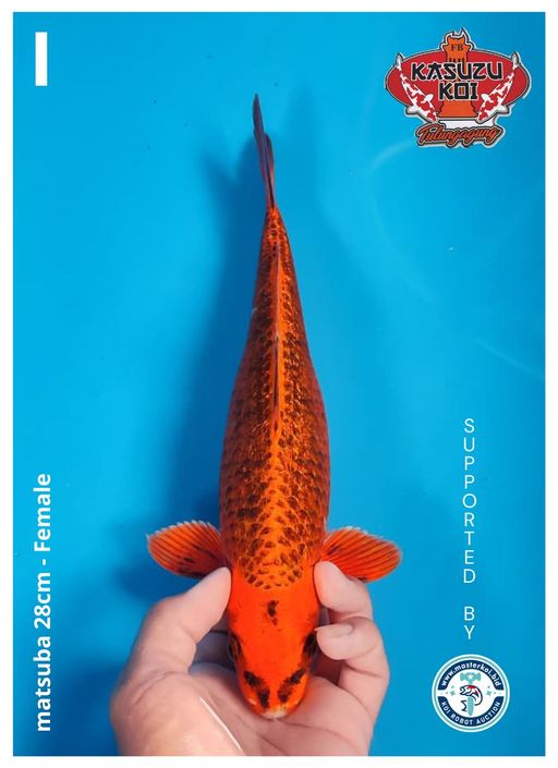 Lelang Koi Online, Jual Beli Ikan Koi, Pusat Jual Beli Koi, Info Lelang Koi Hari Ini, Platform Jual Beli Koi, Jual Beli Ikan Koi Online, Marketplace Ikan Koi, Jual Koi Terbaik, Tempat Beli Koi Berkualitas, Pasar Ikan Koi Online Terpercaya, Penjual Ikan Koi Terpercaya, Beli Koi Hias Online, Ikan Koi untuk Dijual, Koi Kualitas Terbaik, Toko Online Ikan Koi, Koi Hias Untuk Dijual, Jual Beli Ikan Koi Lokal, Koi Indonesia Online, Pusat Jual Beli Koi Terbesar