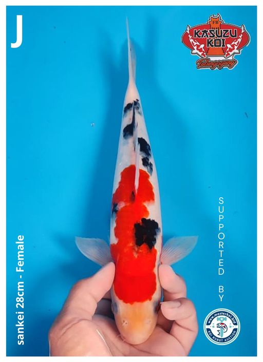 Lelang Koi Online, Jual Beli Ikan Koi, Pusat Jual Beli Koi, Info Lelang Koi Hari Ini, Platform Jual Beli Koi, Jual Beli Ikan Koi Online, Marketplace Ikan Koi, Jual Koi Terbaik, Tempat Beli Koi Berkualitas, Pasar Ikan Koi Online Terpercaya, Penjual Ikan Koi Terpercaya, Beli Koi Hias Online, Ikan Koi untuk Dijual, Koi Kualitas Terbaik, Toko Online Ikan Koi, Koi Hias Untuk Dijual, Jual Beli Ikan Koi Lokal, Koi Indonesia Online, Pusat Jual Beli Koi Terbesar