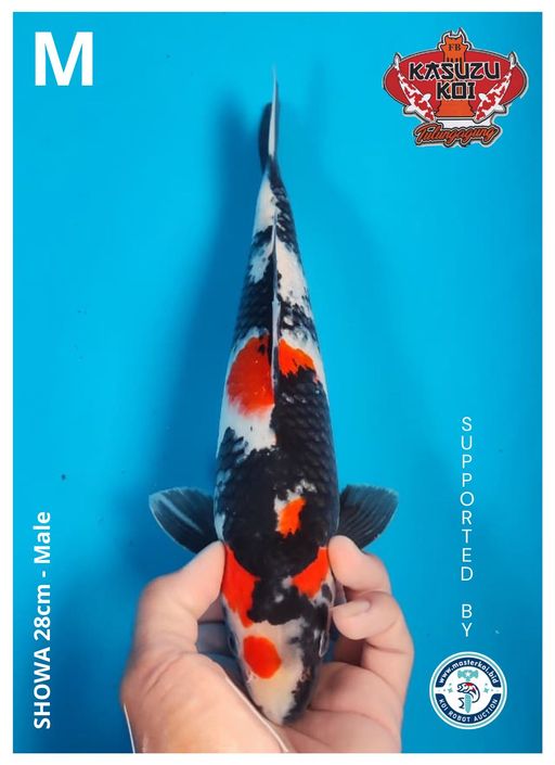 Lelang Koi Online, Jual Beli Ikan Koi, Pusat Jual Beli Koi, Info Lelang Koi Hari Ini, Platform Jual Beli Koi, Jual Beli Ikan Koi Online, Marketplace Ikan Koi, Jual Koi Terbaik, Tempat Beli Koi Berkualitas, Pasar Ikan Koi Online Terpercaya, Penjual Ikan Koi Terpercaya, Beli Koi Hias Online, Ikan Koi untuk Dijual, Koi Kualitas Terbaik, Toko Online Ikan Koi, Koi Hias Untuk Dijual, Jual Beli Ikan Koi Lokal, Koi Indonesia Online, Pusat Jual Beli Koi Terbesar