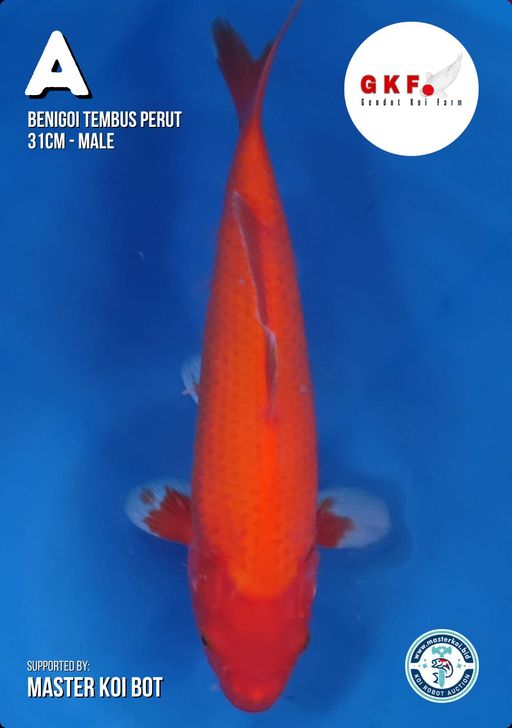 Lelang Koi Online, Jual Beli Ikan Koi, Pusat Jual Beli Koi, Info Lelang Koi Hari Ini, Platform Jual Beli Koi, Jual Beli Ikan Koi Online, Marketplace Ikan Koi, Jual Koi Terbaik, Tempat Beli Koi Berkualitas, Pasar Ikan Koi Online Terpercaya, Penjual Ikan Koi Terpercaya, Beli Koi Hias Online, Ikan Koi untuk Dijual, Koi Kualitas Terbaik, Toko Online Ikan Koi, Koi Hias Untuk Dijual, Jual Beli Ikan Koi Lokal, Koi Indonesia Online, Pusat Jual Beli Koi Terbesar