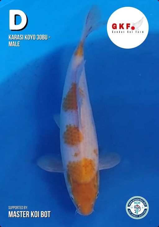 Lelang Koi Online, Jual Beli Ikan Koi, Pusat Jual Beli Koi, Info Lelang Koi Hari Ini, Platform Jual Beli Koi, Jual Beli Ikan Koi Online, Marketplace Ikan Koi, Jual Koi Terbaik, Tempat Beli Koi Berkualitas, Pasar Ikan Koi Online Terpercaya, Penjual Ikan Koi Terpercaya, Beli Koi Hias Online, Ikan Koi untuk Dijual, Koi Kualitas Terbaik, Toko Online Ikan Koi, Koi Hias Untuk Dijual, Jual Beli Ikan Koi Lokal, Koi Indonesia Online, Pusat Jual Beli Koi Terbesar