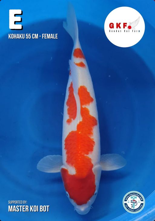 Lelang Koi Online, Jual Beli Ikan Koi, Pusat Jual Beli Koi, Info Lelang Koi Hari Ini, Platform Jual Beli Koi, Jual Beli Ikan Koi Online, Marketplace Ikan Koi, Jual Koi Terbaik, Tempat Beli Koi Berkualitas, Pasar Ikan Koi Online Terpercaya, Penjual Ikan Koi Terpercaya, Beli Koi Hias Online, Ikan Koi untuk Dijual, Koi Kualitas Terbaik, Toko Online Ikan Koi, Koi Hias Untuk Dijual, Jual Beli Ikan Koi Lokal, Koi Indonesia Online, Pusat Jual Beli Koi Terbesar