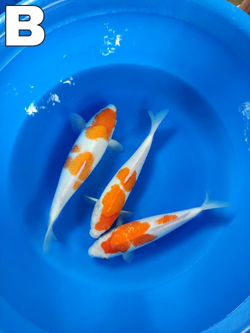 Lelang Koi Online, Jual Beli Ikan Koi, Pusat Jual Beli Koi, Info Lelang Koi Hari Ini, Platform Jual Beli Koi, Jual Beli Ikan Koi Online, Marketplace Ikan Koi, Jual Koi Terbaik, Tempat Beli Koi Berkualitas, Pasar Ikan Koi Online Terpercaya, Penjual Ikan Koi Terpercaya, Beli Koi Hias Online, Ikan Koi untuk Dijual, Koi Kualitas Terbaik, Toko Online Ikan Koi, Koi Hias Untuk Dijual, Jual Beli Ikan Koi Lokal, Koi Indonesia Online, Pusat Jual Beli Koi Terbesar