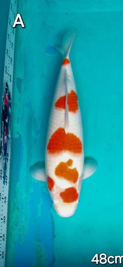 Lelang Koi Online, Jual Beli Ikan Koi, Pusat Jual Beli Koi, Info Lelang Koi Hari Ini, Platform Jual Beli Koi, Jual Beli Ikan Koi Online, Marketplace Ikan Koi, Jual Koi Terbaik, Tempat Beli Koi Berkualitas, Pasar Ikan Koi Online Terpercaya, Penjual Ikan Koi Terpercaya, Beli Koi Hias Online, Ikan Koi untuk Dijual, Koi Kualitas Terbaik, Toko Online Ikan Koi, Koi Hias Untuk Dijual, Jual Beli Ikan Koi Lokal, Koi Indonesia Online, Pusat Jual Beli Koi Terbesar