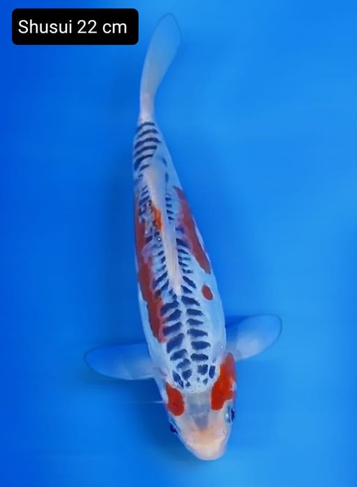 Lelang Koi Online, Jual Beli Ikan Koi, Pusat Jual Beli Koi, Info Lelang Koi Hari Ini, Platform Jual Beli Koi, Jual Beli Ikan Koi Online, Marketplace Ikan Koi, Jual Koi Terbaik, Tempat Beli Koi Berkualitas, Pasar Ikan Koi Online Terpercaya, Penjual Ikan Koi Terpercaya, Beli Koi Hias Online, Ikan Koi untuk Dijual, Koi Kualitas Terbaik, Toko Online Ikan Koi, Koi Hias Untuk Dijual, Jual Beli Ikan Koi Lokal, Koi Indonesia Online, Pusat Jual Beli Koi Terbesar