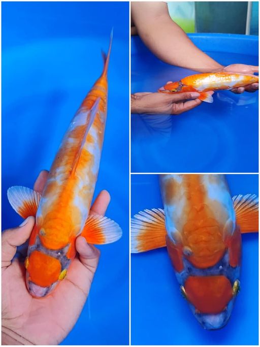 Lelang Koi Online, Jual Beli Ikan Koi, Pusat Jual Beli Koi, Info Lelang Koi Hari Ini, Platform Jual Beli Koi, Jual Beli Ikan Koi Online, Marketplace Ikan Koi, Jual Koi Terbaik, Tempat Beli Koi Berkualitas, Pasar Ikan Koi Online Terpercaya, Penjual Ikan Koi Terpercaya, Beli Koi Hias Online, Ikan Koi untuk Dijual, Koi Kualitas Terbaik, Toko Online Ikan Koi, Koi Hias Untuk Dijual, Jual Beli Ikan Koi Lokal, Koi Indonesia Online, Pusat Jual Beli Koi Terbesar