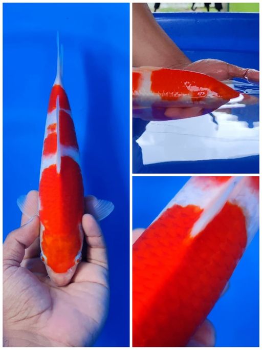 Lelang Koi Online, Jual Beli Ikan Koi, Pusat Jual Beli Koi, Info Lelang Koi Hari Ini, Platform Jual Beli Koi, Jual Beli Ikan Koi Online, Marketplace Ikan Koi, Jual Koi Terbaik, Tempat Beli Koi Berkualitas, Pasar Ikan Koi Online Terpercaya, Penjual Ikan Koi Terpercaya, Beli Koi Hias Online, Ikan Koi untuk Dijual, Koi Kualitas Terbaik, Toko Online Ikan Koi, Koi Hias Untuk Dijual, Jual Beli Ikan Koi Lokal, Koi Indonesia Online, Pusat Jual Beli Koi Terbesar