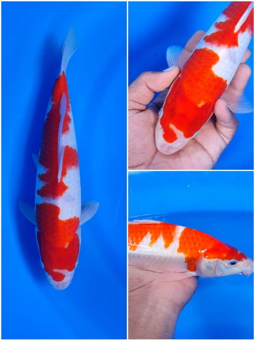 Lelang Koi Online, Jual Beli Ikan Koi, Pusat Jual Beli Koi, Info Lelang Koi Hari Ini, Platform Jual Beli Koi, Jual Beli Ikan Koi Online, Marketplace Ikan Koi, Jual Koi Terbaik, Tempat Beli Koi Berkualitas, Pasar Ikan Koi Online Terpercaya, Penjual Ikan Koi Terpercaya, Beli Koi Hias Online, Ikan Koi untuk Dijual, Koi Kualitas Terbaik, Toko Online Ikan Koi, Koi Hias Untuk Dijual, Jual Beli Ikan Koi Lokal, Koi Indonesia Online, Pusat Jual Beli Koi Terbesar