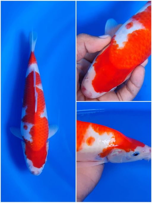 Lelang Koi Online, Jual Beli Ikan Koi, Pusat Jual Beli Koi, Info Lelang Koi Hari Ini, Platform Jual Beli Koi, Jual Beli Ikan Koi Online, Marketplace Ikan Koi, Jual Koi Terbaik, Tempat Beli Koi Berkualitas, Pasar Ikan Koi Online Terpercaya, Penjual Ikan Koi Terpercaya, Beli Koi Hias Online, Ikan Koi untuk Dijual, Koi Kualitas Terbaik, Toko Online Ikan Koi, Koi Hias Untuk Dijual, Jual Beli Ikan Koi Lokal, Koi Indonesia Online, Pusat Jual Beli Koi Terbesar