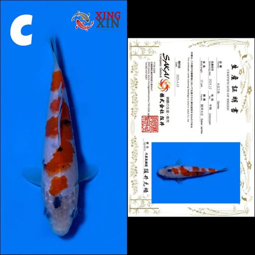 Lelang Koi Online, Jual Beli Ikan Koi, Pusat Jual Beli Koi, Info Lelang Koi Hari Ini, Platform Jual Beli Koi, Jual Beli Ikan Koi Online, Marketplace Ikan Koi, Jual Koi Terbaik, Tempat Beli Koi Berkualitas, Pasar Ikan Koi Online Terpercaya, Penjual Ikan Koi Terpercaya, Beli Koi Hias Online, Ikan Koi untuk Dijual, Koi Kualitas Terbaik, Toko Online Ikan Koi, Koi Hias Untuk Dijual, Jual Beli Ikan Koi Lokal, Koi Indonesia Online, Pusat Jual Beli Koi Terbesar