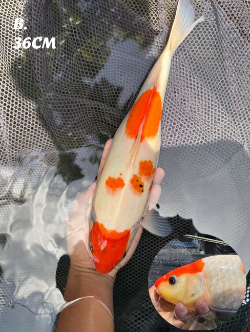 Lelang Koi Online, Jual Beli Ikan Koi, Pusat Jual Beli Koi, Info Lelang Koi Hari Ini, Platform Jual Beli Koi, Jual Beli Ikan Koi Online, Marketplace Ikan Koi, Jual Koi Terbaik, Tempat Beli Koi Berkualitas, Pasar Ikan Koi Online Terpercaya, Penjual Ikan Koi Terpercaya, Beli Koi Hias Online, Ikan Koi untuk Dijual, Koi Kualitas Terbaik, Toko Online Ikan Koi, Koi Hias Untuk Dijual, Jual Beli Ikan Koi Lokal, Koi Indonesia Online, Pusat Jual Beli Koi Terbesar