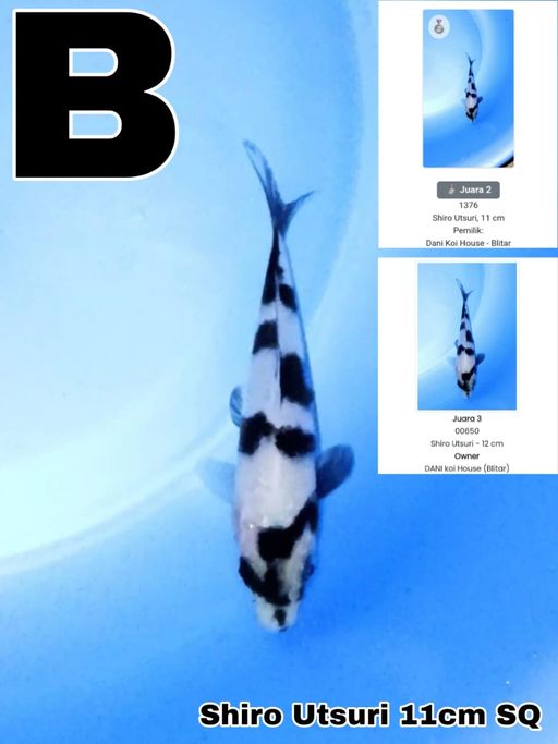 Lelang Koi Online, Jual Beli Ikan Koi, Pusat Jual Beli Koi, Info Lelang Koi Hari Ini, Platform Jual Beli Koi, Jual Beli Ikan Koi Online, Marketplace Ikan Koi, Jual Koi Terbaik, Tempat Beli Koi Berkualitas, Pasar Ikan Koi Online Terpercaya, Penjual Ikan Koi Terpercaya, Beli Koi Hias Online, Ikan Koi untuk Dijual, Koi Kualitas Terbaik, Toko Online Ikan Koi, Koi Hias Untuk Dijual, Jual Beli Ikan Koi Lokal, Koi Indonesia Online, Pusat Jual Beli Koi Terbesar