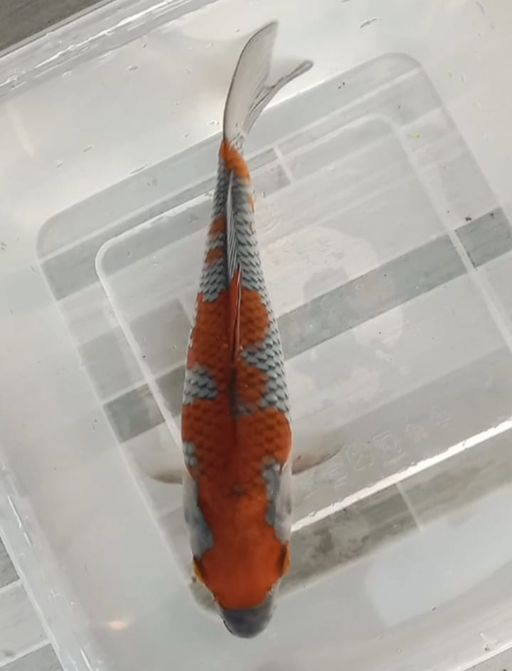 Lelang Koi Online, Jual Beli Ikan Koi, Pusat Jual Beli Koi, Info Lelang Koi Hari Ini, Platform Jual Beli Koi, Jual Beli Ikan Koi Online, Marketplace Ikan Koi, Jual Koi Terbaik, Tempat Beli Koi Berkualitas, Pasar Ikan Koi Online Terpercaya, Penjual Ikan Koi Terpercaya, Beli Koi Hias Online, Ikan Koi untuk Dijual, Koi Kualitas Terbaik, Toko Online Ikan Koi, Koi Hias Untuk Dijual, Jual Beli Ikan Koi Lokal, Koi Indonesia Online, Pusat Jual Beli Koi Terbesar