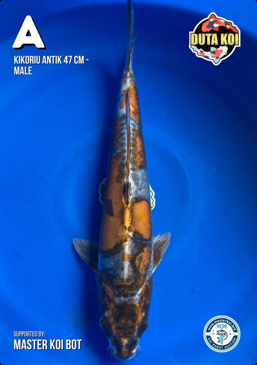 Lelang Koi Online, Jual Beli Ikan Koi, Pusat Jual Beli Koi, Info Lelang Koi Hari Ini, Platform Jual Beli Koi, Jual Beli Ikan Koi Online, Marketplace Ikan Koi, Jual Koi Terbaik, Tempat Beli Koi Berkualitas, Pasar Ikan Koi Online Terpercaya, Penjual Ikan Koi Terpercaya, Beli Koi Hias Online, Ikan Koi untuk Dijual, Koi Kualitas Terbaik, Toko Online Ikan Koi, Koi Hias Untuk Dijual, Jual Beli Ikan Koi Lokal, Koi Indonesia Online, Pusat Jual Beli Koi Terbesar