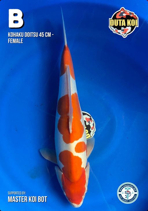 Lelang Koi Online, Jual Beli Ikan Koi, Pusat Jual Beli Koi, Info Lelang Koi Hari Ini, Platform Jual Beli Koi, Jual Beli Ikan Koi Online, Marketplace Ikan Koi, Jual Koi Terbaik, Tempat Beli Koi Berkualitas, Pasar Ikan Koi Online Terpercaya, Penjual Ikan Koi Terpercaya, Beli Koi Hias Online, Ikan Koi untuk Dijual, Koi Kualitas Terbaik, Toko Online Ikan Koi, Koi Hias Untuk Dijual, Jual Beli Ikan Koi Lokal, Koi Indonesia Online, Pusat Jual Beli Koi Terbesar