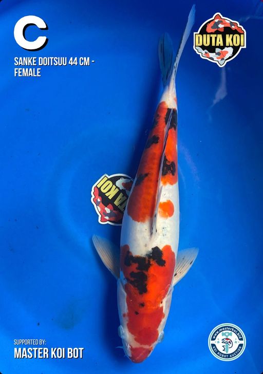 Lelang Koi Online, Jual Beli Ikan Koi, Pusat Jual Beli Koi, Info Lelang Koi Hari Ini, Platform Jual Beli Koi, Jual Beli Ikan Koi Online, Marketplace Ikan Koi, Jual Koi Terbaik, Tempat Beli Koi Berkualitas, Pasar Ikan Koi Online Terpercaya, Penjual Ikan Koi Terpercaya, Beli Koi Hias Online, Ikan Koi untuk Dijual, Koi Kualitas Terbaik, Toko Online Ikan Koi, Koi Hias Untuk Dijual, Jual Beli Ikan Koi Lokal, Koi Indonesia Online, Pusat Jual Beli Koi Terbesar