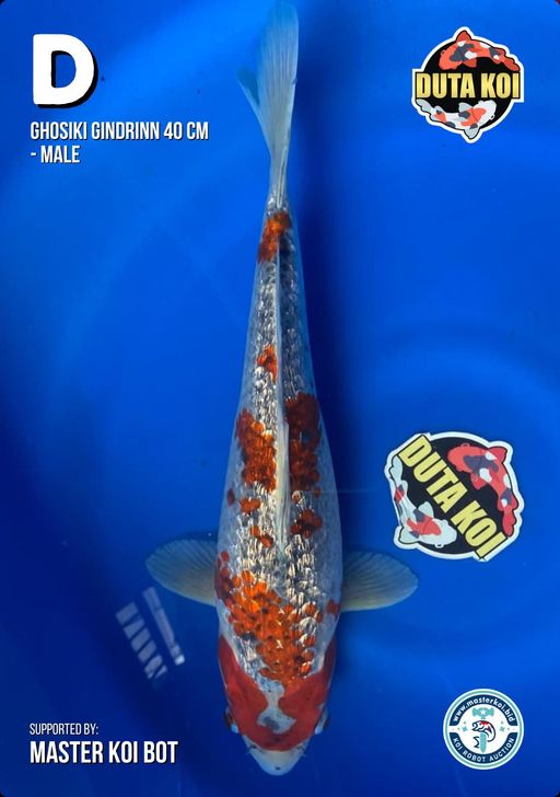 Lelang Koi Online, Jual Beli Ikan Koi, Pusat Jual Beli Koi, Info Lelang Koi Hari Ini, Platform Jual Beli Koi, Jual Beli Ikan Koi Online, Marketplace Ikan Koi, Jual Koi Terbaik, Tempat Beli Koi Berkualitas, Pasar Ikan Koi Online Terpercaya, Penjual Ikan Koi Terpercaya, Beli Koi Hias Online, Ikan Koi untuk Dijual, Koi Kualitas Terbaik, Toko Online Ikan Koi, Koi Hias Untuk Dijual, Jual Beli Ikan Koi Lokal, Koi Indonesia Online, Pusat Jual Beli Koi Terbesar