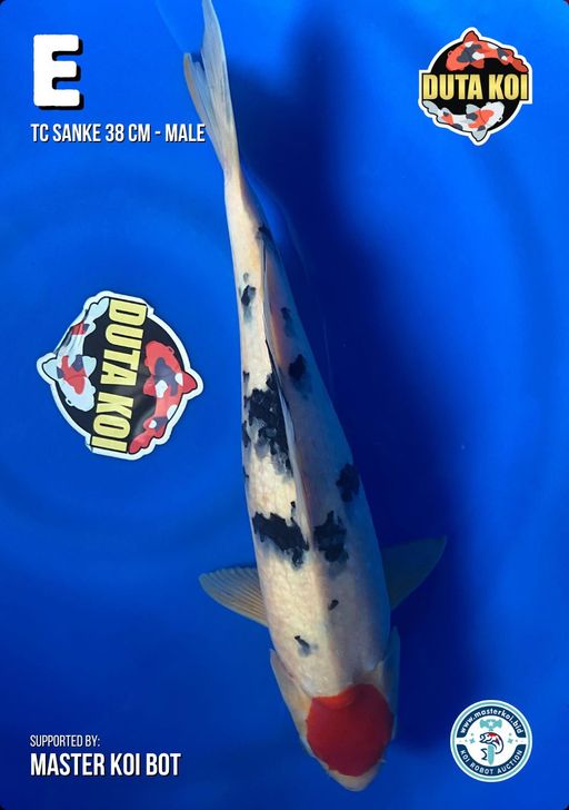 Lelang Koi Online, Jual Beli Ikan Koi, Pusat Jual Beli Koi, Info Lelang Koi Hari Ini, Platform Jual Beli Koi, Jual Beli Ikan Koi Online, Marketplace Ikan Koi, Jual Koi Terbaik, Tempat Beli Koi Berkualitas, Pasar Ikan Koi Online Terpercaya, Penjual Ikan Koi Terpercaya, Beli Koi Hias Online, Ikan Koi untuk Dijual, Koi Kualitas Terbaik, Toko Online Ikan Koi, Koi Hias Untuk Dijual, Jual Beli Ikan Koi Lokal, Koi Indonesia Online, Pusat Jual Beli Koi Terbesar