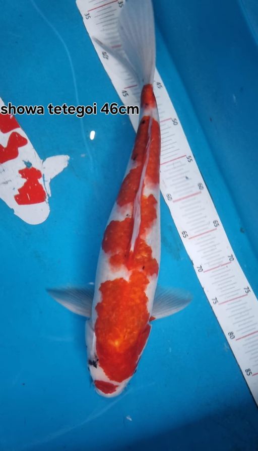 Lelang Koi Online, Jual Beli Ikan Koi, Pusat Jual Beli Koi, Info Lelang Koi Hari Ini, Platform Jual Beli Koi, Jual Beli Ikan Koi Online, Marketplace Ikan Koi, Jual Koi Terbaik, Tempat Beli Koi Berkualitas, Pasar Ikan Koi Online Terpercaya, Penjual Ikan Koi Terpercaya, Beli Koi Hias Online, Ikan Koi untuk Dijual, Koi Kualitas Terbaik, Toko Online Ikan Koi, Koi Hias Untuk Dijual, Jual Beli Ikan Koi Lokal, Koi Indonesia Online, Pusat Jual Beli Koi Terbesar