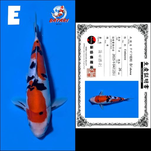Lelang Koi Online, Jual Beli Ikan Koi, Pusat Jual Beli Koi, Info Lelang Koi Hari Ini, Platform Jual Beli Koi, Jual Beli Ikan Koi Online, Marketplace Ikan Koi, Jual Koi Terbaik, Tempat Beli Koi Berkualitas, Pasar Ikan Koi Online Terpercaya, Penjual Ikan Koi Terpercaya, Beli Koi Hias Online, Ikan Koi untuk Dijual, Koi Kualitas Terbaik, Toko Online Ikan Koi, Koi Hias Untuk Dijual, Jual Beli Ikan Koi Lokal, Koi Indonesia Online, Pusat Jual Beli Koi Terbesar