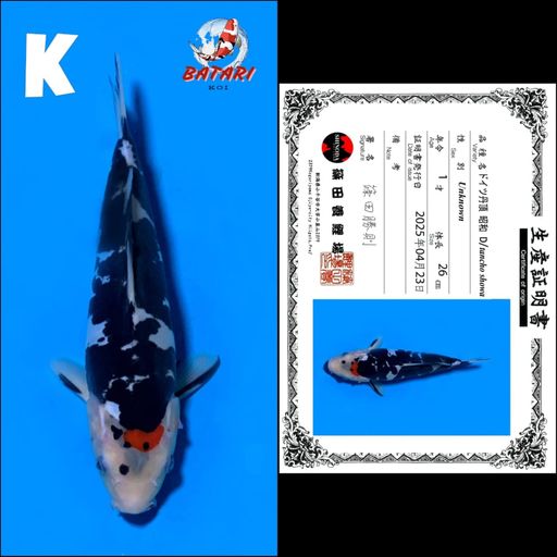 Lelang Koi Online, Jual Beli Ikan Koi, Pusat Jual Beli Koi, Info Lelang Koi Hari Ini, Platform Jual Beli Koi, Jual Beli Ikan Koi Online, Marketplace Ikan Koi, Jual Koi Terbaik, Tempat Beli Koi Berkualitas, Pasar Ikan Koi Online Terpercaya, Penjual Ikan Koi Terpercaya, Beli Koi Hias Online, Ikan Koi untuk Dijual, Koi Kualitas Terbaik, Toko Online Ikan Koi, Koi Hias Untuk Dijual, Jual Beli Ikan Koi Lokal, Koi Indonesia Online, Pusat Jual Beli Koi Terbesar