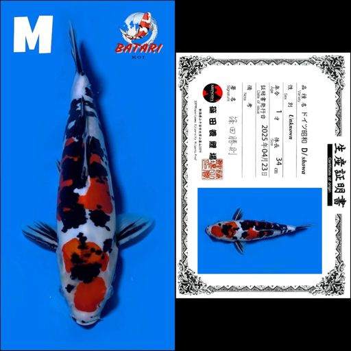 Lelang Koi Online, Jual Beli Ikan Koi, Pusat Jual Beli Koi, Info Lelang Koi Hari Ini, Platform Jual Beli Koi, Jual Beli Ikan Koi Online, Marketplace Ikan Koi, Jual Koi Terbaik, Tempat Beli Koi Berkualitas, Pasar Ikan Koi Online Terpercaya, Penjual Ikan Koi Terpercaya, Beli Koi Hias Online, Ikan Koi untuk Dijual, Koi Kualitas Terbaik, Toko Online Ikan Koi, Koi Hias Untuk Dijual, Jual Beli Ikan Koi Lokal, Koi Indonesia Online, Pusat Jual Beli Koi Terbesar
