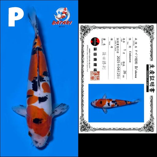 Lelang Koi Online, Jual Beli Ikan Koi, Pusat Jual Beli Koi, Info Lelang Koi Hari Ini, Platform Jual Beli Koi, Jual Beli Ikan Koi Online, Marketplace Ikan Koi, Jual Koi Terbaik, Tempat Beli Koi Berkualitas, Pasar Ikan Koi Online Terpercaya, Penjual Ikan Koi Terpercaya, Beli Koi Hias Online, Ikan Koi untuk Dijual, Koi Kualitas Terbaik, Toko Online Ikan Koi, Koi Hias Untuk Dijual, Jual Beli Ikan Koi Lokal, Koi Indonesia Online, Pusat Jual Beli Koi Terbesar
