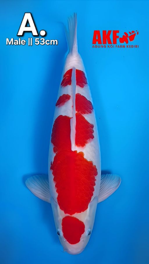 Lelang Koi Online, Jual Beli Ikan Koi, Pusat Jual Beli Koi, Info Lelang Koi Hari Ini, Platform Jual Beli Koi, Jual Beli Ikan Koi Online, Marketplace Ikan Koi, Jual Koi Terbaik, Tempat Beli Koi Berkualitas, Pasar Ikan Koi Online Terpercaya, Penjual Ikan Koi Terpercaya, Beli Koi Hias Online, Ikan Koi untuk Dijual, Koi Kualitas Terbaik, Toko Online Ikan Koi, Koi Hias Untuk Dijual, Jual Beli Ikan Koi Lokal, Koi Indonesia Online, Pusat Jual Beli Koi Terbesar
