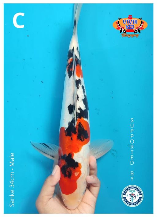 Lelang Koi Online, Jual Beli Ikan Koi, Pusat Jual Beli Koi, Info Lelang Koi Hari Ini, Platform Jual Beli Koi, Jual Beli Ikan Koi Online, Marketplace Ikan Koi, Jual Koi Terbaik, Tempat Beli Koi Berkualitas, Pasar Ikan Koi Online Terpercaya, Penjual Ikan Koi Terpercaya, Beli Koi Hias Online, Ikan Koi untuk Dijual, Koi Kualitas Terbaik, Toko Online Ikan Koi, Koi Hias Untuk Dijual, Jual Beli Ikan Koi Lokal, Koi Indonesia Online, Pusat Jual Beli Koi Terbesar