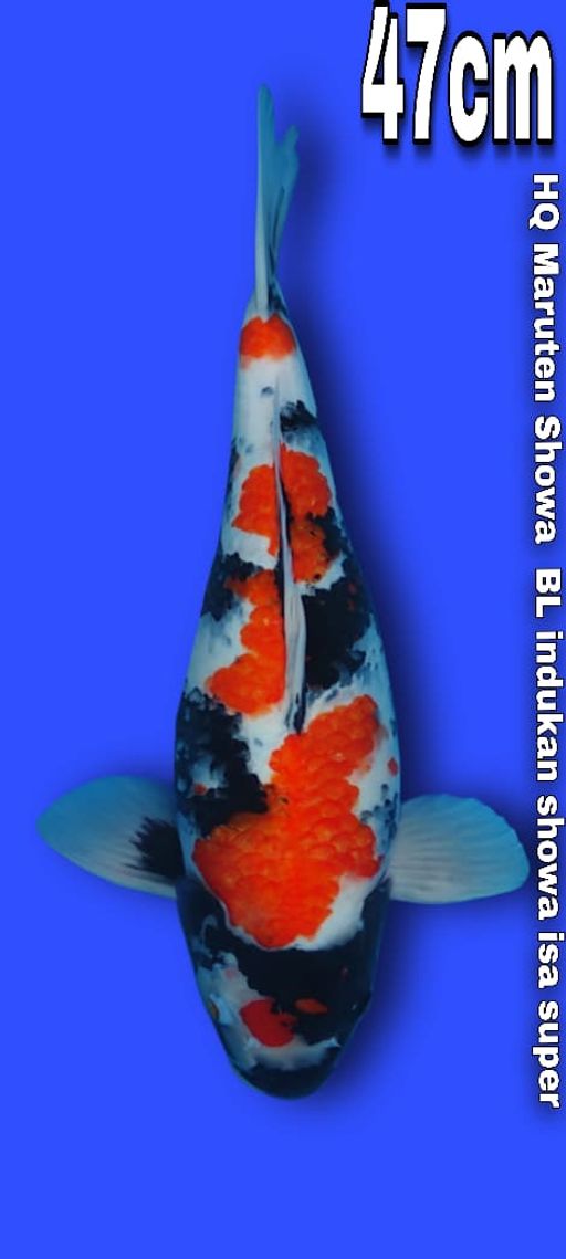 Lelang Koi Online, Jual Beli Ikan Koi, Pusat Jual Beli Koi, Info Lelang Koi Hari Ini, Platform Jual Beli Koi, Jual Beli Ikan Koi Online, Marketplace Ikan Koi, Jual Koi Terbaik, Tempat Beli Koi Berkualitas, Pasar Ikan Koi Online Terpercaya, Penjual Ikan Koi Terpercaya, Beli Koi Hias Online, Ikan Koi untuk Dijual, Koi Kualitas Terbaik, Toko Online Ikan Koi, Koi Hias Untuk Dijual, Jual Beli Ikan Koi Lokal, Koi Indonesia Online, Pusat Jual Beli Koi Terbesar