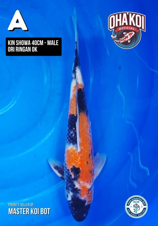 Lelang Koi Online, Jual Beli Ikan Koi, Pusat Jual Beli Koi, Info Lelang Koi Hari Ini, Platform Jual Beli Koi, Jual Beli Ikan Koi Online, Marketplace Ikan Koi, Jual Koi Terbaik, Tempat Beli Koi Berkualitas, Pasar Ikan Koi Online Terpercaya, Penjual Ikan Koi Terpercaya, Beli Koi Hias Online, Ikan Koi untuk Dijual, Koi Kualitas Terbaik, Toko Online Ikan Koi, Koi Hias Untuk Dijual, Jual Beli Ikan Koi Lokal, Koi Indonesia Online, Pusat Jual Beli Koi Terbesar