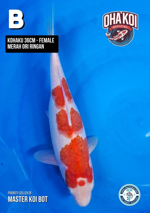 Lelang Koi Online, Jual Beli Ikan Koi, Pusat Jual Beli Koi, Info Lelang Koi Hari Ini, Platform Jual Beli Koi, Jual Beli Ikan Koi Online, Marketplace Ikan Koi, Jual Koi Terbaik, Tempat Beli Koi Berkualitas, Pasar Ikan Koi Online Terpercaya, Penjual Ikan Koi Terpercaya, Beli Koi Hias Online, Ikan Koi untuk Dijual, Koi Kualitas Terbaik, Toko Online Ikan Koi, Koi Hias Untuk Dijual, Jual Beli Ikan Koi Lokal, Koi Indonesia Online, Pusat Jual Beli Koi Terbesar
