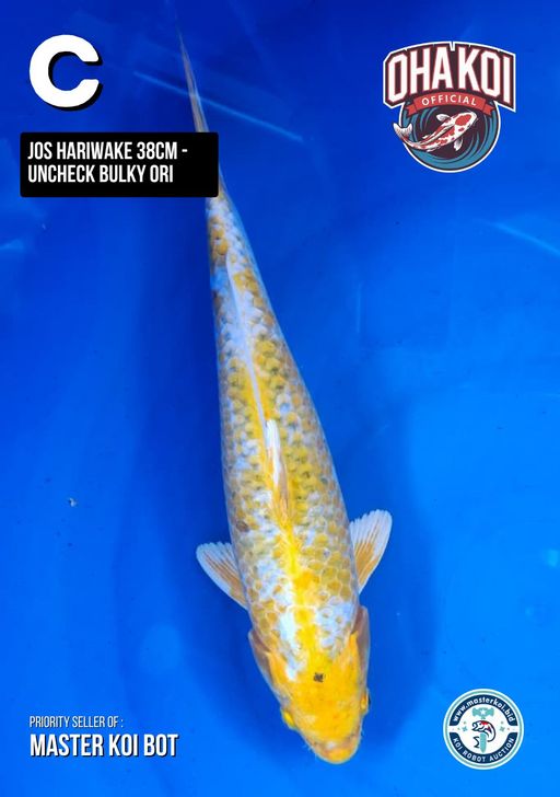 Lelang Koi Online, Jual Beli Ikan Koi, Pusat Jual Beli Koi, Info Lelang Koi Hari Ini, Platform Jual Beli Koi, Jual Beli Ikan Koi Online, Marketplace Ikan Koi, Jual Koi Terbaik, Tempat Beli Koi Berkualitas, Pasar Ikan Koi Online Terpercaya, Penjual Ikan Koi Terpercaya, Beli Koi Hias Online, Ikan Koi untuk Dijual, Koi Kualitas Terbaik, Toko Online Ikan Koi, Koi Hias Untuk Dijual, Jual Beli Ikan Koi Lokal, Koi Indonesia Online, Pusat Jual Beli Koi Terbesar