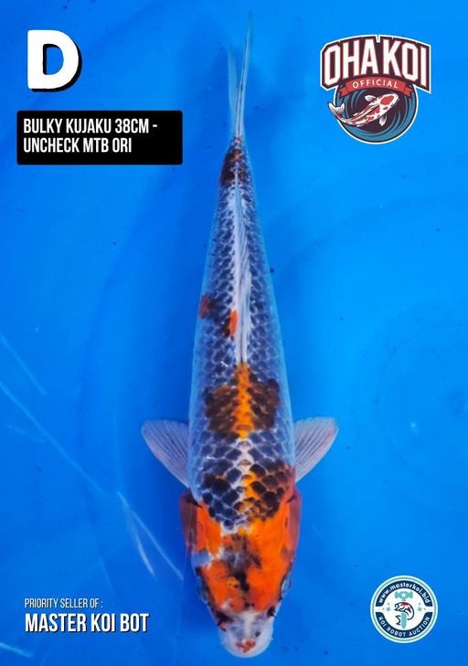 Lelang Koi Online, Jual Beli Ikan Koi, Pusat Jual Beli Koi, Info Lelang Koi Hari Ini, Platform Jual Beli Koi, Jual Beli Ikan Koi Online, Marketplace Ikan Koi, Jual Koi Terbaik, Tempat Beli Koi Berkualitas, Pasar Ikan Koi Online Terpercaya, Penjual Ikan Koi Terpercaya, Beli Koi Hias Online, Ikan Koi untuk Dijual, Koi Kualitas Terbaik, Toko Online Ikan Koi, Koi Hias Untuk Dijual, Jual Beli Ikan Koi Lokal, Koi Indonesia Online, Pusat Jual Beli Koi Terbesar