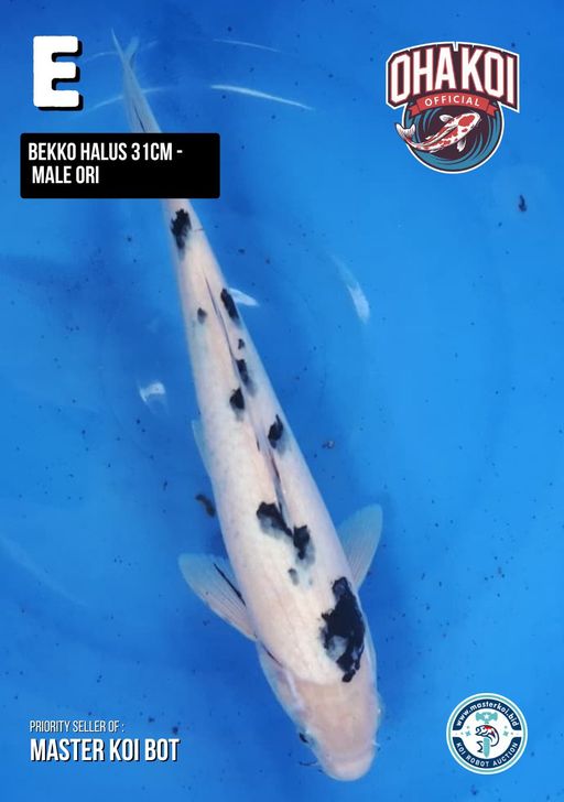 Lelang Koi Online, Jual Beli Ikan Koi, Pusat Jual Beli Koi, Info Lelang Koi Hari Ini, Platform Jual Beli Koi, Jual Beli Ikan Koi Online, Marketplace Ikan Koi, Jual Koi Terbaik, Tempat Beli Koi Berkualitas, Pasar Ikan Koi Online Terpercaya, Penjual Ikan Koi Terpercaya, Beli Koi Hias Online, Ikan Koi untuk Dijual, Koi Kualitas Terbaik, Toko Online Ikan Koi, Koi Hias Untuk Dijual, Jual Beli Ikan Koi Lokal, Koi Indonesia Online, Pusat Jual Beli Koi Terbesar
