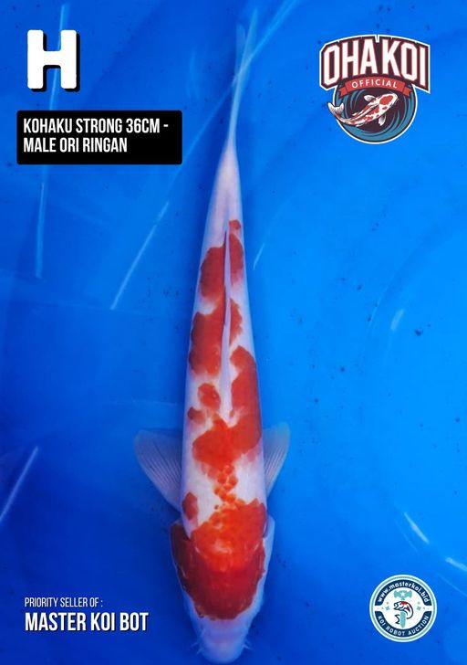 Lelang Koi Online, Jual Beli Ikan Koi, Pusat Jual Beli Koi, Info Lelang Koi Hari Ini, Platform Jual Beli Koi, Jual Beli Ikan Koi Online, Marketplace Ikan Koi, Jual Koi Terbaik, Tempat Beli Koi Berkualitas, Pasar Ikan Koi Online Terpercaya, Penjual Ikan Koi Terpercaya, Beli Koi Hias Online, Ikan Koi untuk Dijual, Koi Kualitas Terbaik, Toko Online Ikan Koi, Koi Hias Untuk Dijual, Jual Beli Ikan Koi Lokal, Koi Indonesia Online, Pusat Jual Beli Koi Terbesar