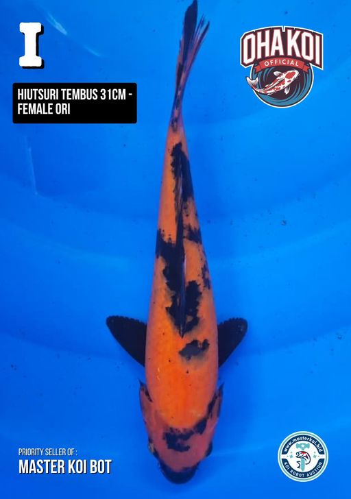 Lelang Koi Online, Jual Beli Ikan Koi, Pusat Jual Beli Koi, Info Lelang Koi Hari Ini, Platform Jual Beli Koi, Jual Beli Ikan Koi Online, Marketplace Ikan Koi, Jual Koi Terbaik, Tempat Beli Koi Berkualitas, Pasar Ikan Koi Online Terpercaya, Penjual Ikan Koi Terpercaya, Beli Koi Hias Online, Ikan Koi untuk Dijual, Koi Kualitas Terbaik, Toko Online Ikan Koi, Koi Hias Untuk Dijual, Jual Beli Ikan Koi Lokal, Koi Indonesia Online, Pusat Jual Beli Koi Terbesar