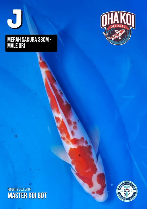 Lelang Koi Online, Jual Beli Ikan Koi, Pusat Jual Beli Koi, Info Lelang Koi Hari Ini, Platform Jual Beli Koi, Jual Beli Ikan Koi Online, Marketplace Ikan Koi, Jual Koi Terbaik, Tempat Beli Koi Berkualitas, Pasar Ikan Koi Online Terpercaya, Penjual Ikan Koi Terpercaya, Beli Koi Hias Online, Ikan Koi untuk Dijual, Koi Kualitas Terbaik, Toko Online Ikan Koi, Koi Hias Untuk Dijual, Jual Beli Ikan Koi Lokal, Koi Indonesia Online, Pusat Jual Beli Koi Terbesar