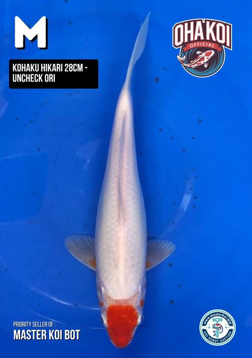 Lelang Koi Online, Jual Beli Ikan Koi, Pusat Jual Beli Koi, Info Lelang Koi Hari Ini, Platform Jual Beli Koi, Jual Beli Ikan Koi Online, Marketplace Ikan Koi, Jual Koi Terbaik, Tempat Beli Koi Berkualitas, Pasar Ikan Koi Online Terpercaya, Penjual Ikan Koi Terpercaya, Beli Koi Hias Online, Ikan Koi untuk Dijual, Koi Kualitas Terbaik, Toko Online Ikan Koi, Koi Hias Untuk Dijual, Jual Beli Ikan Koi Lokal, Koi Indonesia Online, Pusat Jual Beli Koi Terbesar