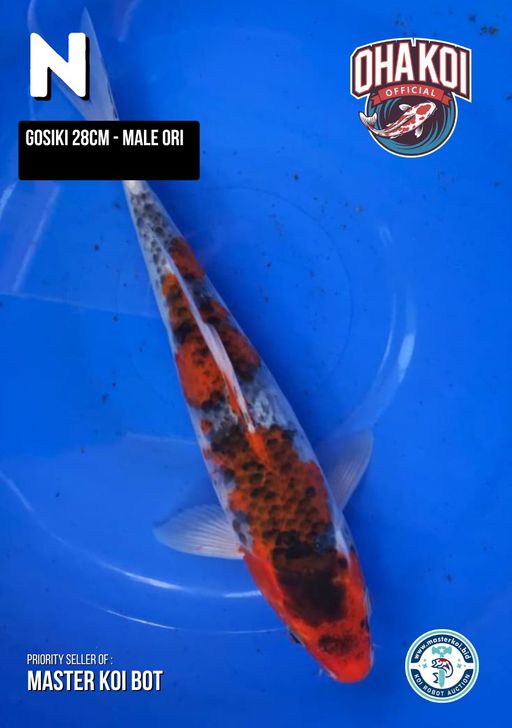 Lelang Koi Online, Jual Beli Ikan Koi, Pusat Jual Beli Koi, Info Lelang Koi Hari Ini, Platform Jual Beli Koi, Jual Beli Ikan Koi Online, Marketplace Ikan Koi, Jual Koi Terbaik, Tempat Beli Koi Berkualitas, Pasar Ikan Koi Online Terpercaya, Penjual Ikan Koi Terpercaya, Beli Koi Hias Online, Ikan Koi untuk Dijual, Koi Kualitas Terbaik, Toko Online Ikan Koi, Koi Hias Untuk Dijual, Jual Beli Ikan Koi Lokal, Koi Indonesia Online, Pusat Jual Beli Koi Terbesar