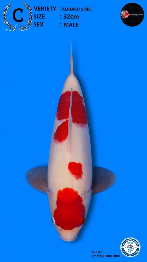 Lelang Koi Online, Jual Beli Ikan Koi, Pusat Jual Beli Koi, Info Lelang Koi Hari Ini, Platform Jual Beli Koi, Jual Beli Ikan Koi Online, Marketplace Ikan Koi, Jual Koi Terbaik, Tempat Beli Koi Berkualitas, Pasar Ikan Koi Online Terpercaya, Penjual Ikan Koi Terpercaya, Beli Koi Hias Online, Ikan Koi untuk Dijual, Koi Kualitas Terbaik, Toko Online Ikan Koi, Koi Hias Untuk Dijual, Jual Beli Ikan Koi Lokal, Koi Indonesia Online, Pusat Jual Beli Koi Terbesar