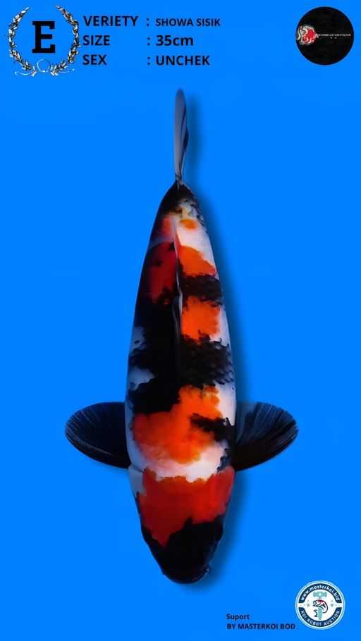 Lelang Koi Online, Jual Beli Ikan Koi, Pusat Jual Beli Koi, Info Lelang Koi Hari Ini, Platform Jual Beli Koi, Jual Beli Ikan Koi Online, Marketplace Ikan Koi, Jual Koi Terbaik, Tempat Beli Koi Berkualitas, Pasar Ikan Koi Online Terpercaya, Penjual Ikan Koi Terpercaya, Beli Koi Hias Online, Ikan Koi untuk Dijual, Koi Kualitas Terbaik, Toko Online Ikan Koi, Koi Hias Untuk Dijual, Jual Beli Ikan Koi Lokal, Koi Indonesia Online, Pusat Jual Beli Koi Terbesar