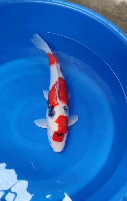 Lelang Koi Online, Jual Beli Ikan Koi, Pusat Jual Beli Koi, Info Lelang Koi Hari Ini, Platform Jual Beli Koi, Jual Beli Ikan Koi Online, Marketplace Ikan Koi, Jual Koi Terbaik, Tempat Beli Koi Berkualitas, Pasar Ikan Koi Online Terpercaya, Penjual Ikan Koi Terpercaya, Beli Koi Hias Online, Ikan Koi untuk Dijual, Koi Kualitas Terbaik, Toko Online Ikan Koi, Koi Hias Untuk Dijual, Jual Beli Ikan Koi Lokal, Koi Indonesia Online, Pusat Jual Beli Koi Terbesar