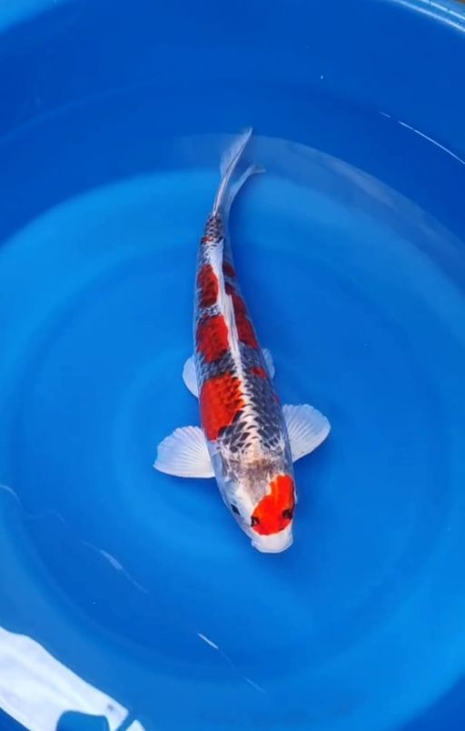 Lelang Koi Online, Jual Beli Ikan Koi, Pusat Jual Beli Koi, Info Lelang Koi Hari Ini, Platform Jual Beli Koi, Jual Beli Ikan Koi Online, Marketplace Ikan Koi, Jual Koi Terbaik, Tempat Beli Koi Berkualitas, Pasar Ikan Koi Online Terpercaya, Penjual Ikan Koi Terpercaya, Beli Koi Hias Online, Ikan Koi untuk Dijual, Koi Kualitas Terbaik, Toko Online Ikan Koi, Koi Hias Untuk Dijual, Jual Beli Ikan Koi Lokal, Koi Indonesia Online, Pusat Jual Beli Koi Terbesar
